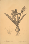 Amaryllis reginae