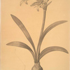 Amaryllis vittata