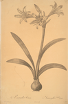 Amaryllis vittata