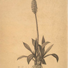Helonias bullata