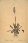 Helonias bullata