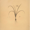 Hyacinthus amethystinus