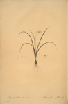 Hyacinthus amethystinus