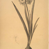 Narcissus Tazetta