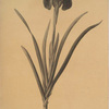Iris susiana