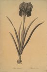 Iris susiana
