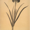 Cypripedium flavescens