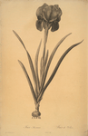 Cypripedium flavescens