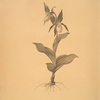 Cypripedium Calceolus