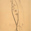 Albuca minor