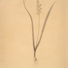 Lachenalia pallida