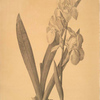 Iris germanica var. floretina