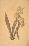 Iris germanica var. floretina