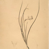 Narcissus Bulbocodium
