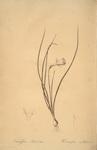 Narcissus Bulbocodium