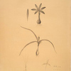 Merendera bulbocodium