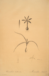 Merendera bulbocodium