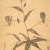 Methonica superba
