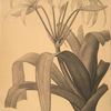 Crinum erubescens