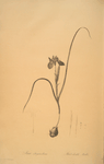 Iris Sisyrinchium