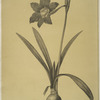 Amaryllis equestris