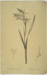 Gladiolus cuspidatus