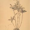 Alstroemeria
