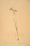 Vieusseuxia glaucopis