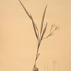 Gladiolus inclinatus