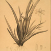 Moraea iridioides