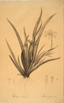 Moraea iridioides