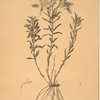 Alstroemeria Pelegrina