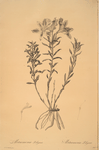 Alstroemeria Pelegrina