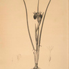 Iris tuberosa