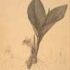 Koemferia longa