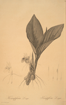 Koemferia longa