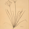 Allium straitum