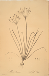 Allium straitum