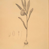 Fritillaria latifolia