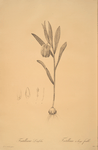 Fritillaria latifolia