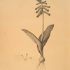 Lachenalia pendula
