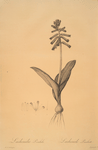 Lachenalia pendula