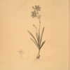Montbretia
