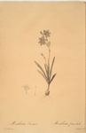 Montbretia