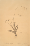 Diasia iridifolia