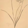 Gladiolus lineatus