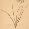 Gladiolus lineatus