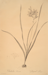 Gladiolus lineatus