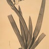 Moraea vaginata