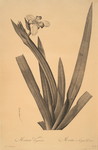 Moraea vaginata